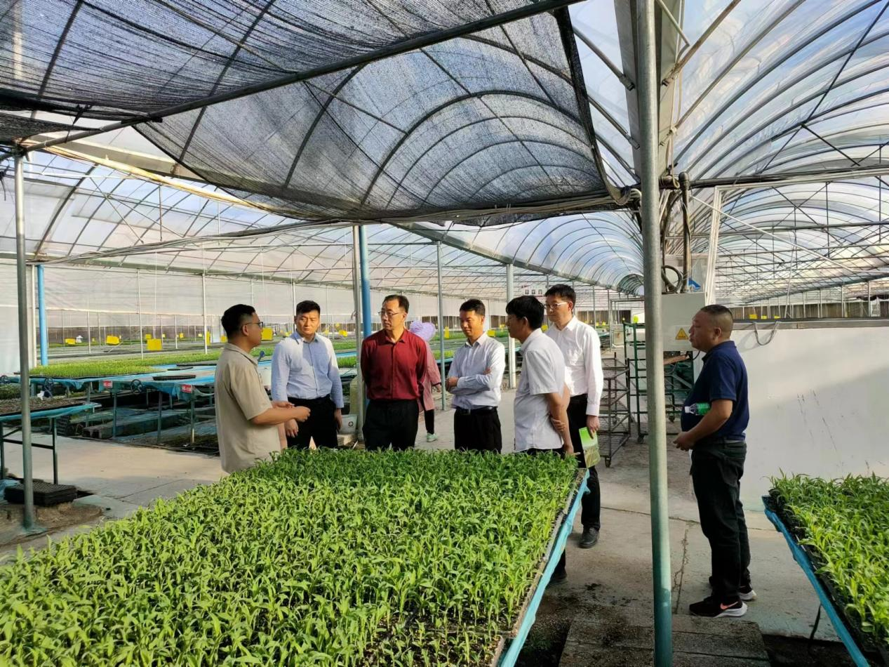 考察組現(xiàn)場調研工廠化育苗情況 考察組現(xiàn)場調研工廠化育苗情況